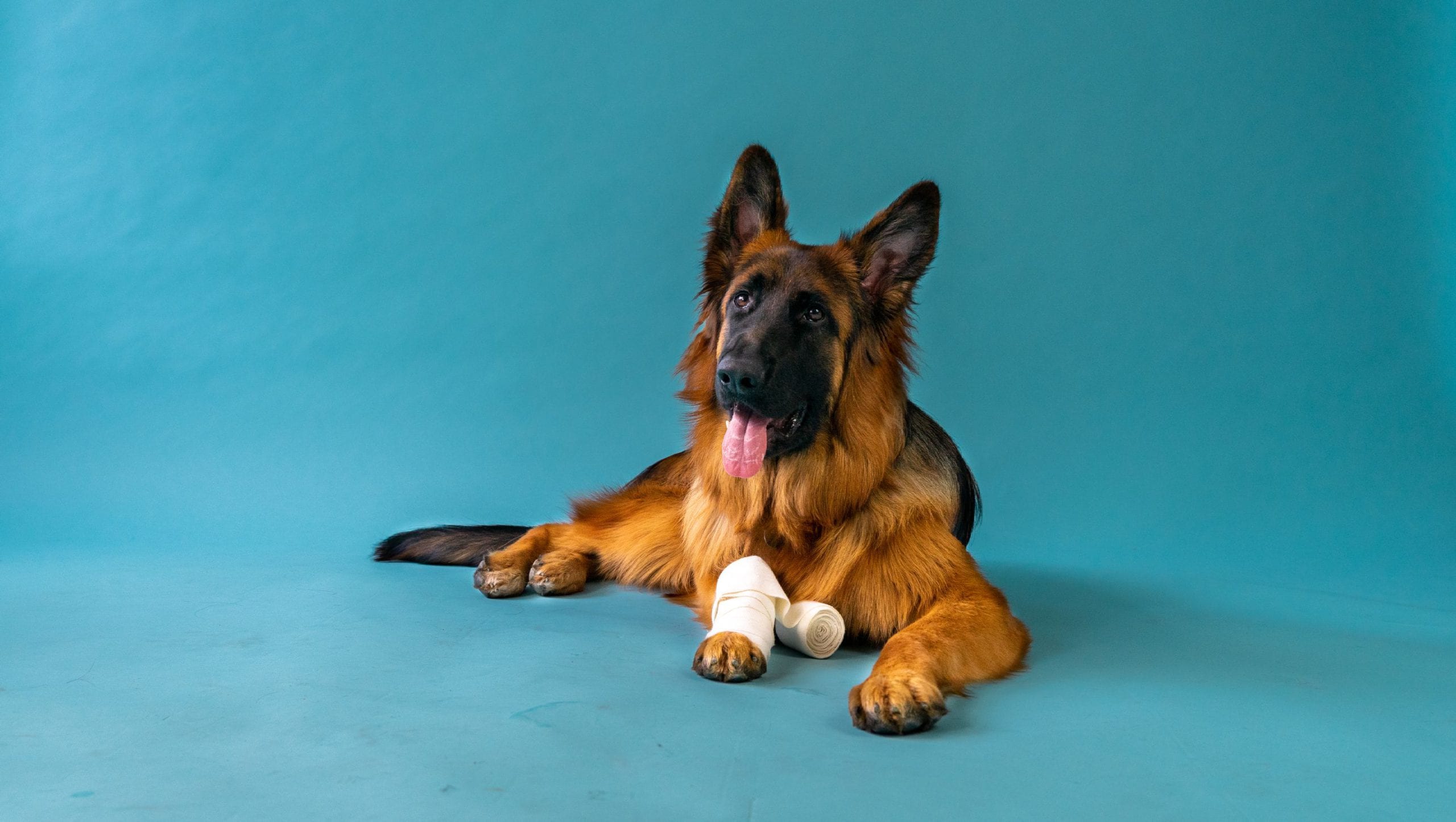 hund har fået bandage på efter sår