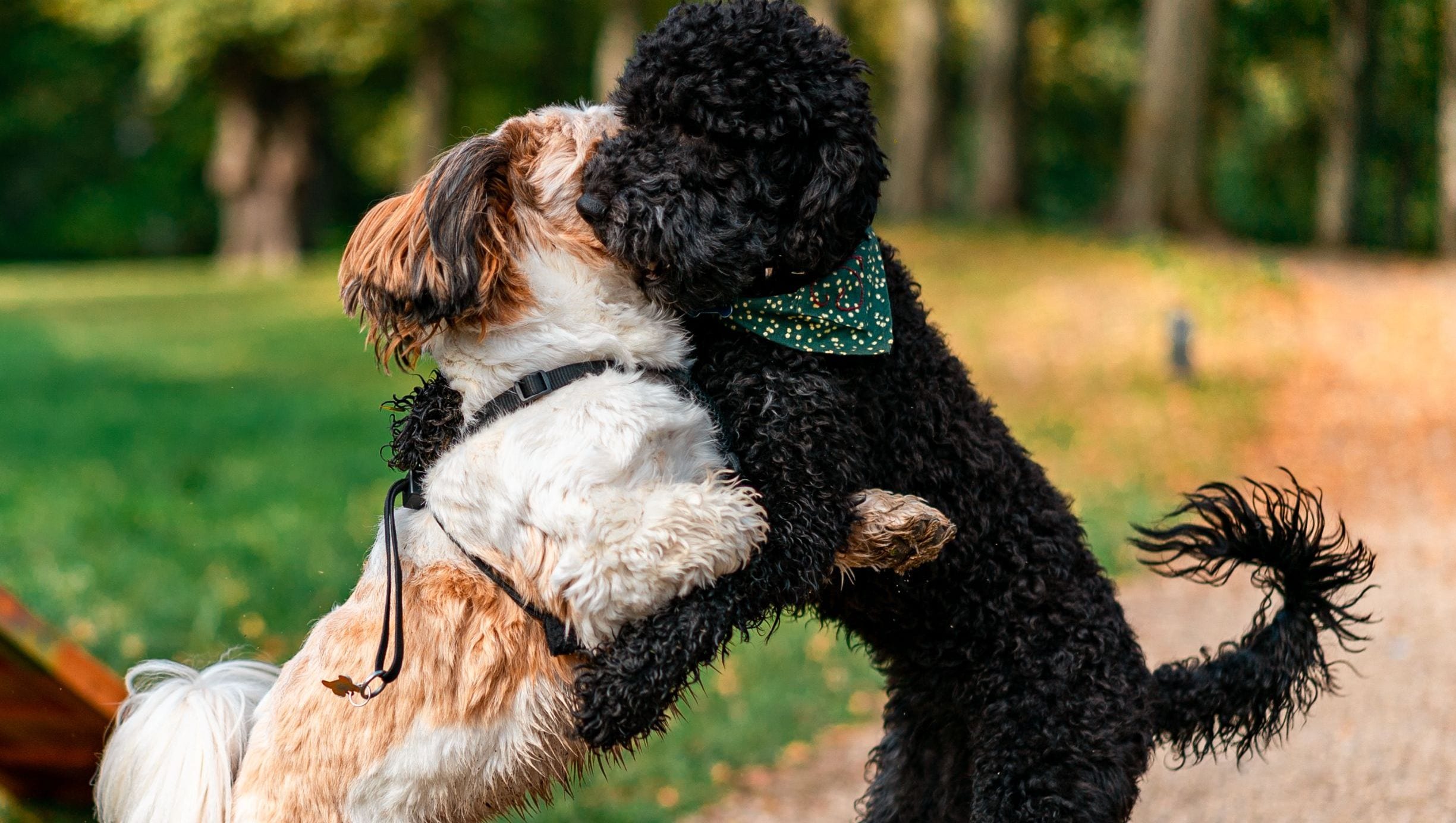 hunde der leger i parken