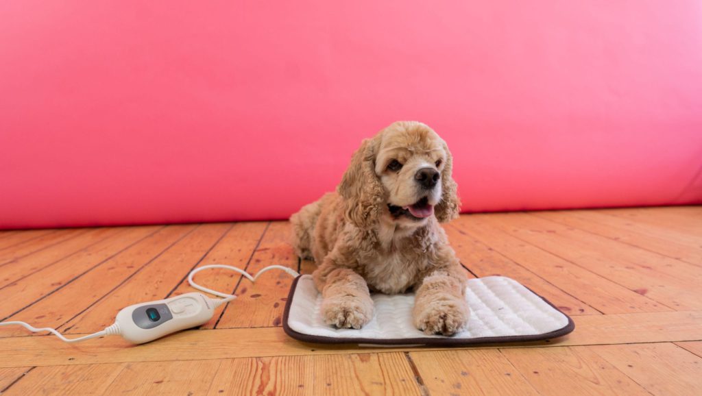 cocker spaniel checket for symptomer på sygdom