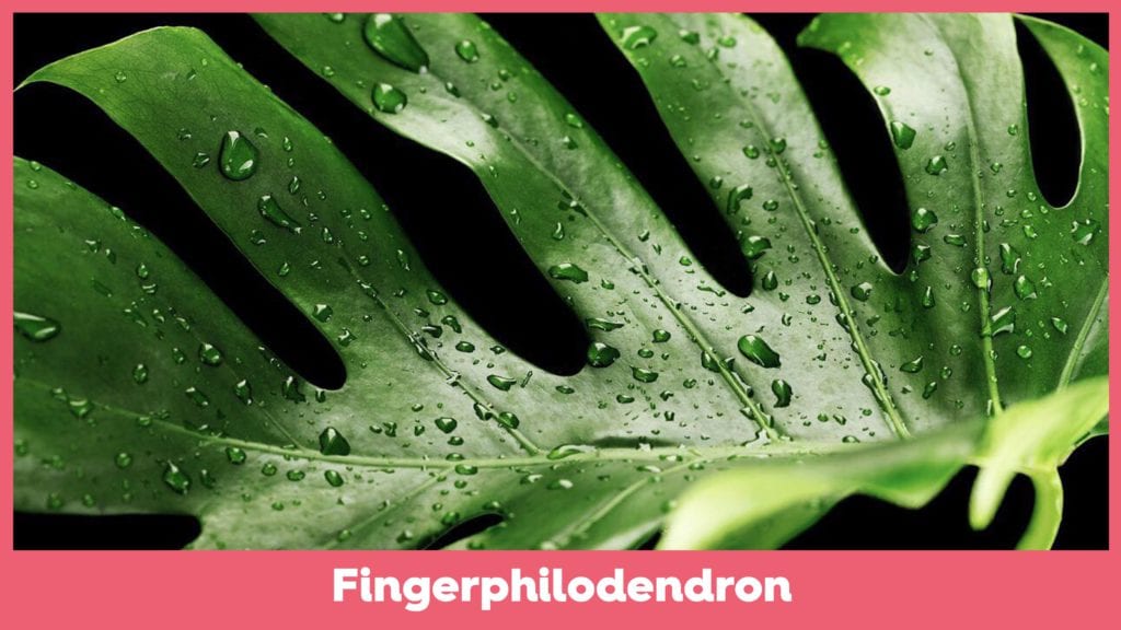 FingerphilodendronVuffeli hundeblog