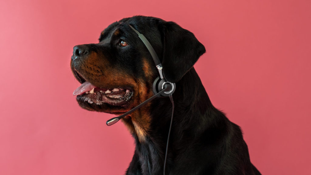 Hunde kan høre meget høje toner