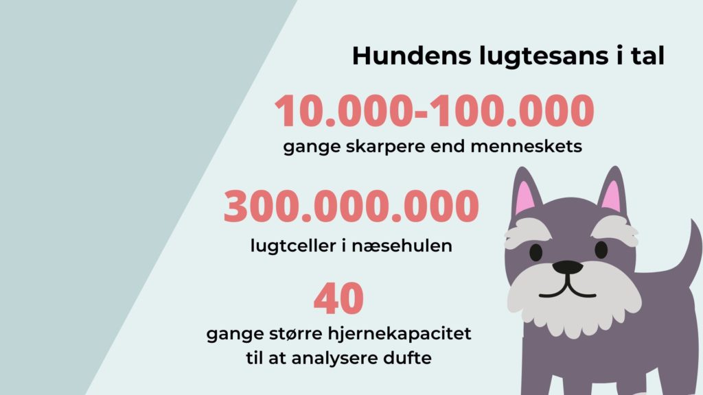 Hundens lugtesans i tal. 10000 til 100000 gange skarpere end menneskets.Vuffeli hundeblog