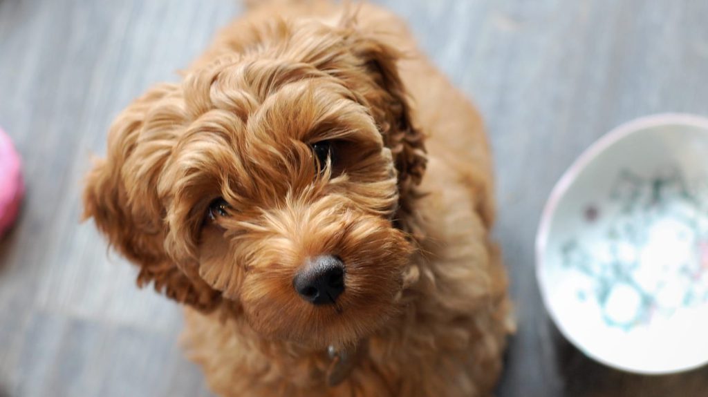 brun labradoodle ved siden af sin madskålVuffeli hundeblog