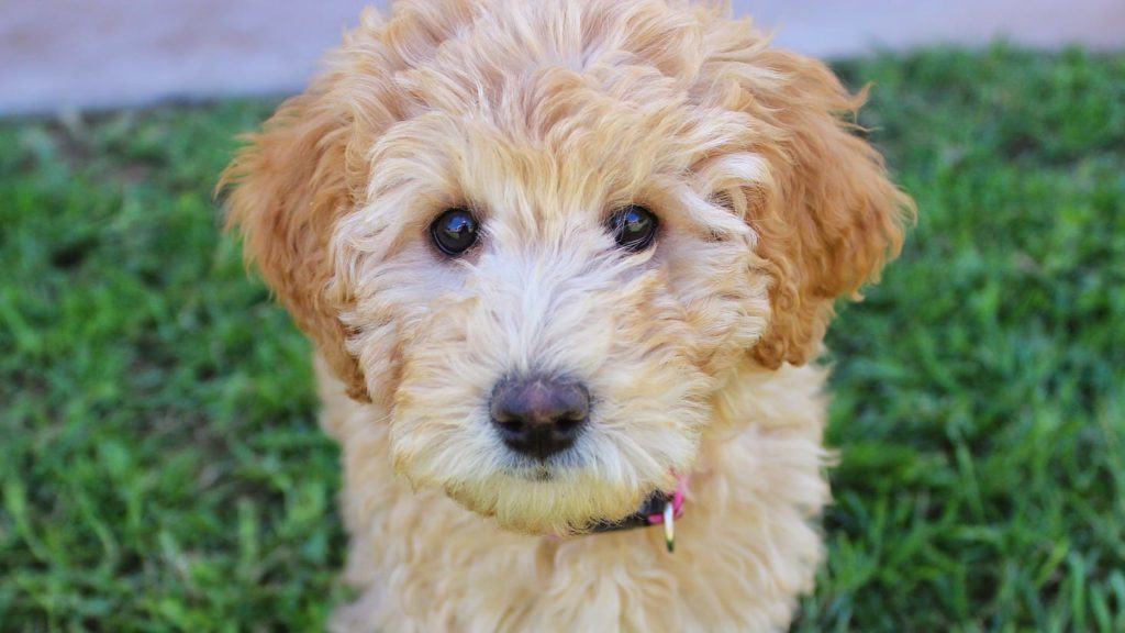 lysebrun labradoodle i græsVuffeli hundeblog