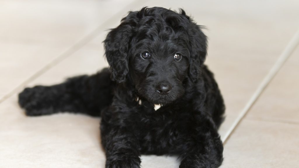 sort labradoodle ligger nedVuffeli hundeblog