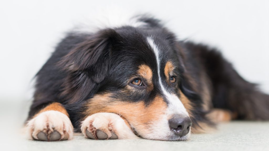 black tri australian shepherd hviler sig med hovedet på poterneVuffeli hundeblog