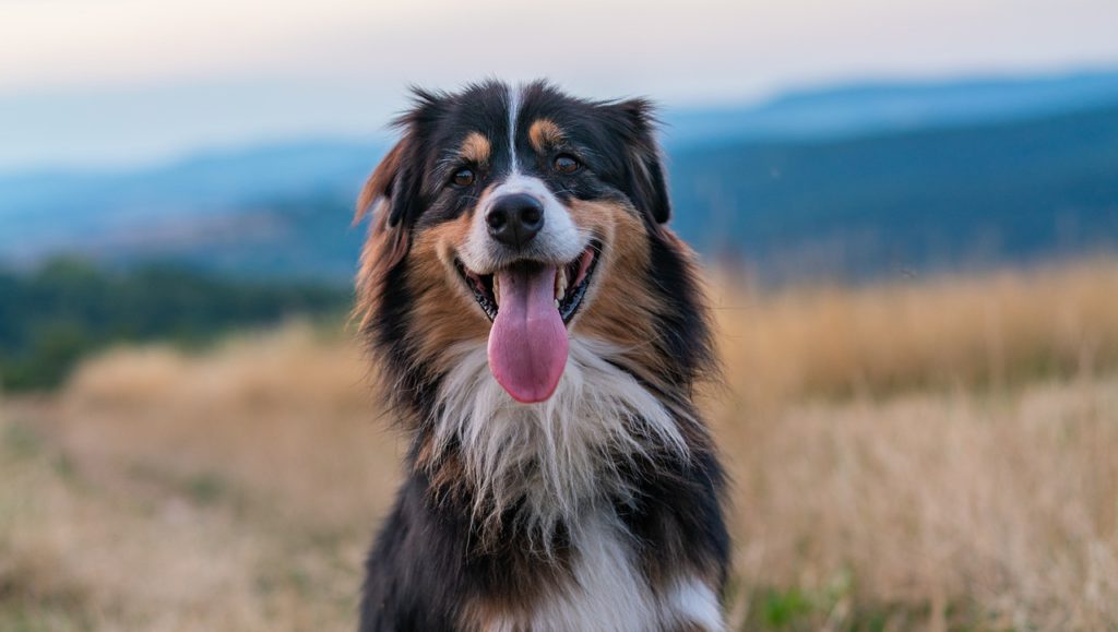 glad australian shepherd i naturenVuffeli hundeblog