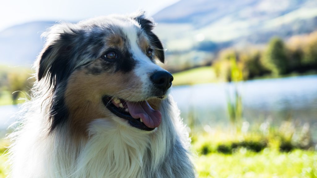 blue merle australian shepherd er glad på turVuffeli hundeblog