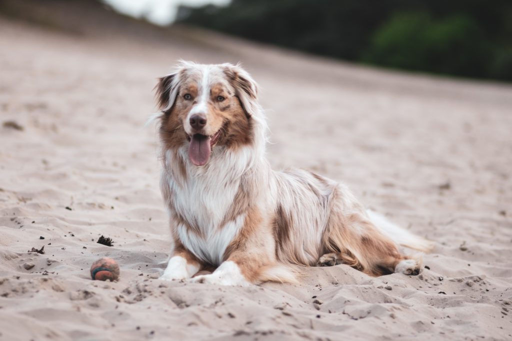 pelset aussie ligger på strandenVuffeli hundeblog