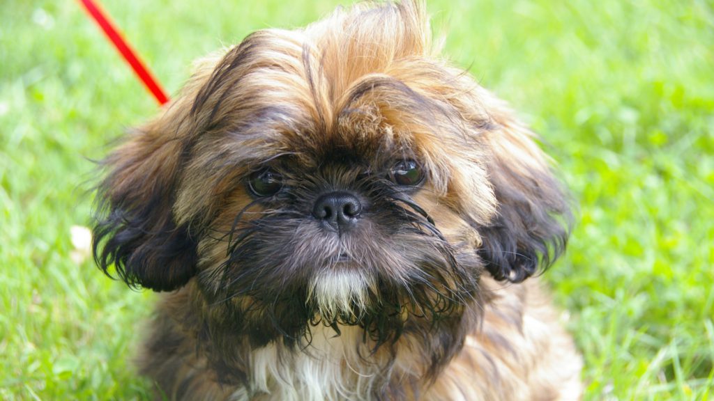 shih tzu går tur i snorVuffeli hundeblog