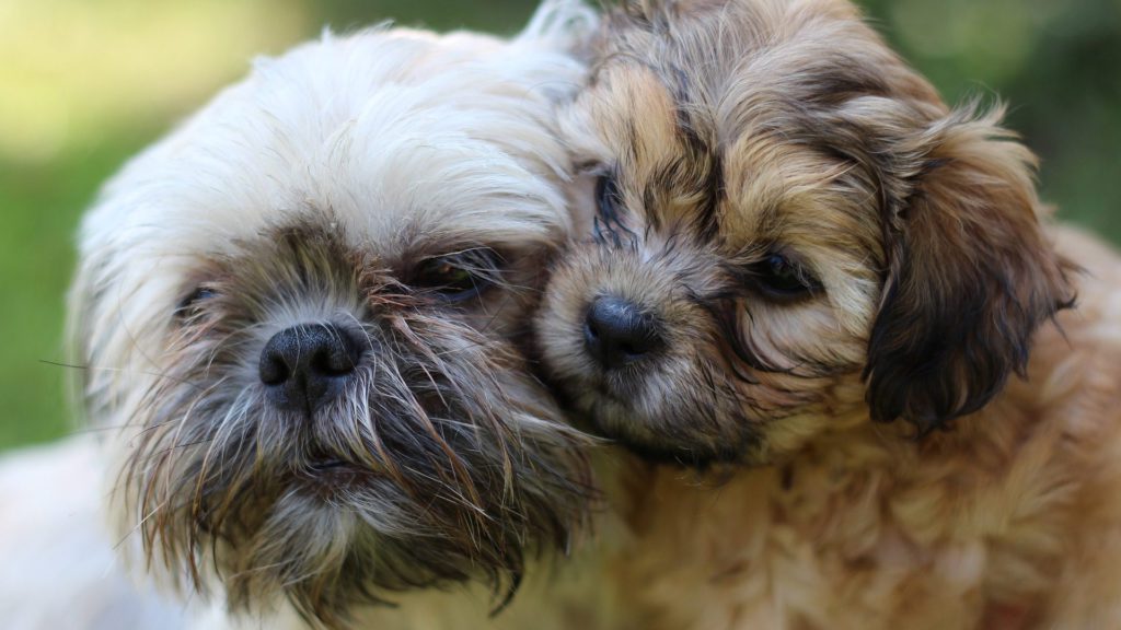 shih tzu mor og shih tzu hvalpVuffeli hundeblog