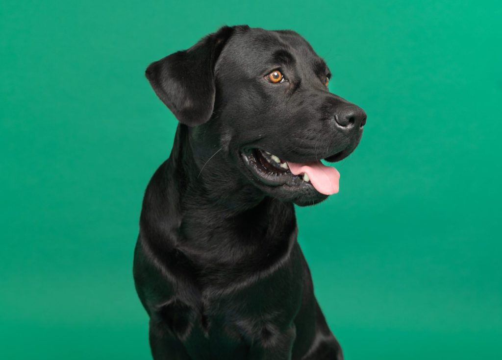 sort-voksen-labrador-retrieverVuffeli hundeblog