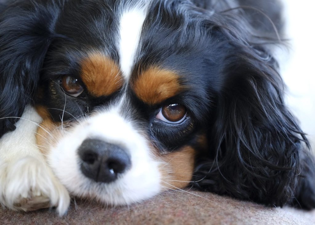 Cavalier-king-charles-spaniel-hviler-sigVuffeli hundeblog