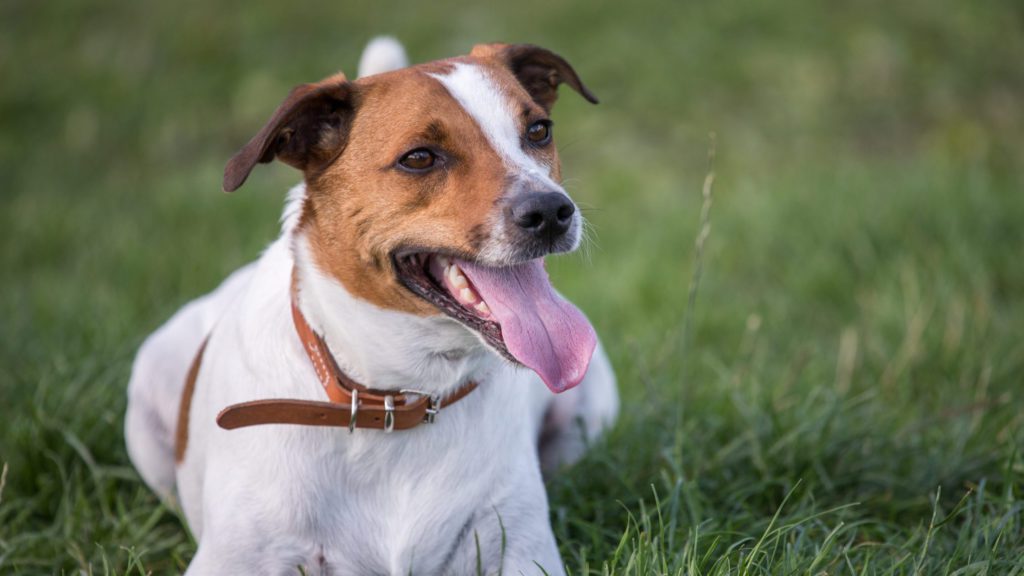 dansk-svensk-gårdhund-ligger-i-græssetVuffeli hundeblog