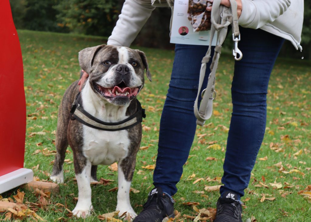 old-english-bulldog-med-ejerVuffeli hundeblog