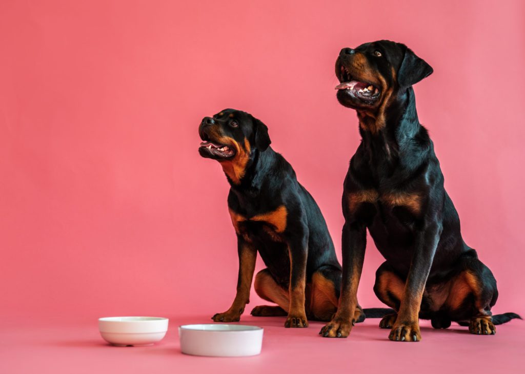 to-rottweilere-sidder-og-venterVuffeli hundeblog