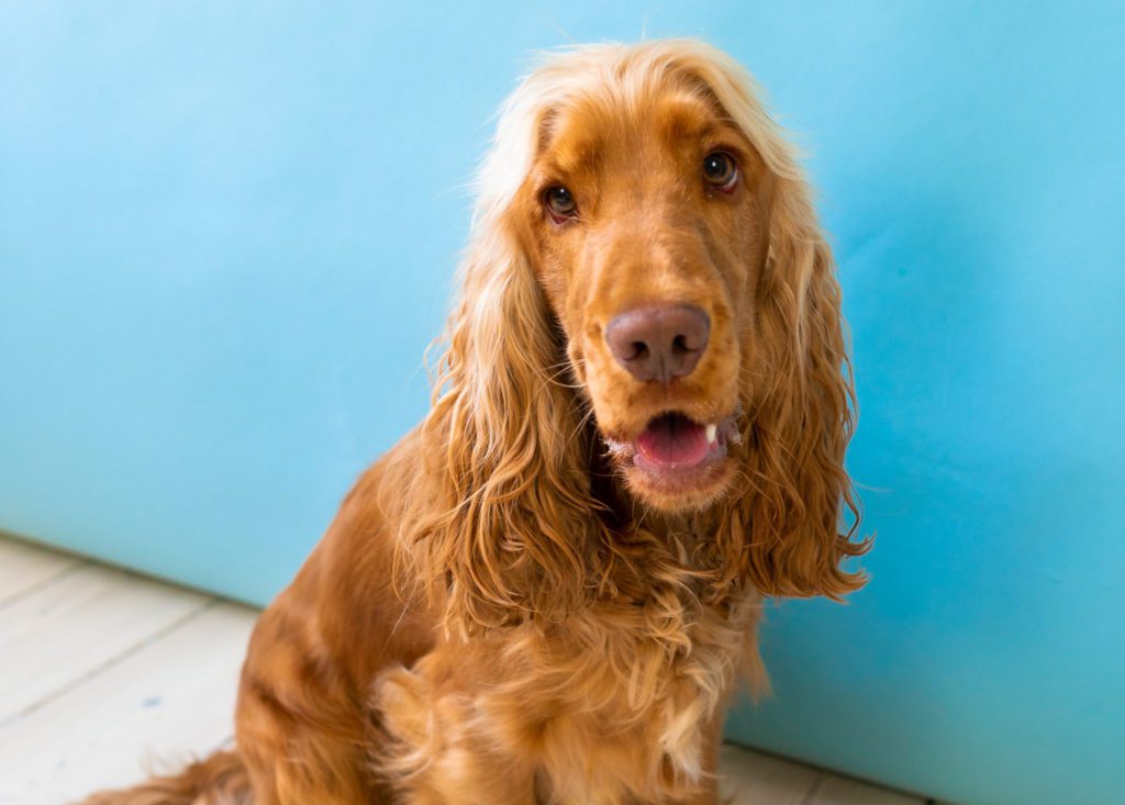 Engelsk-cocker-spaniel-blå-baggrundVuffeli hundeblog