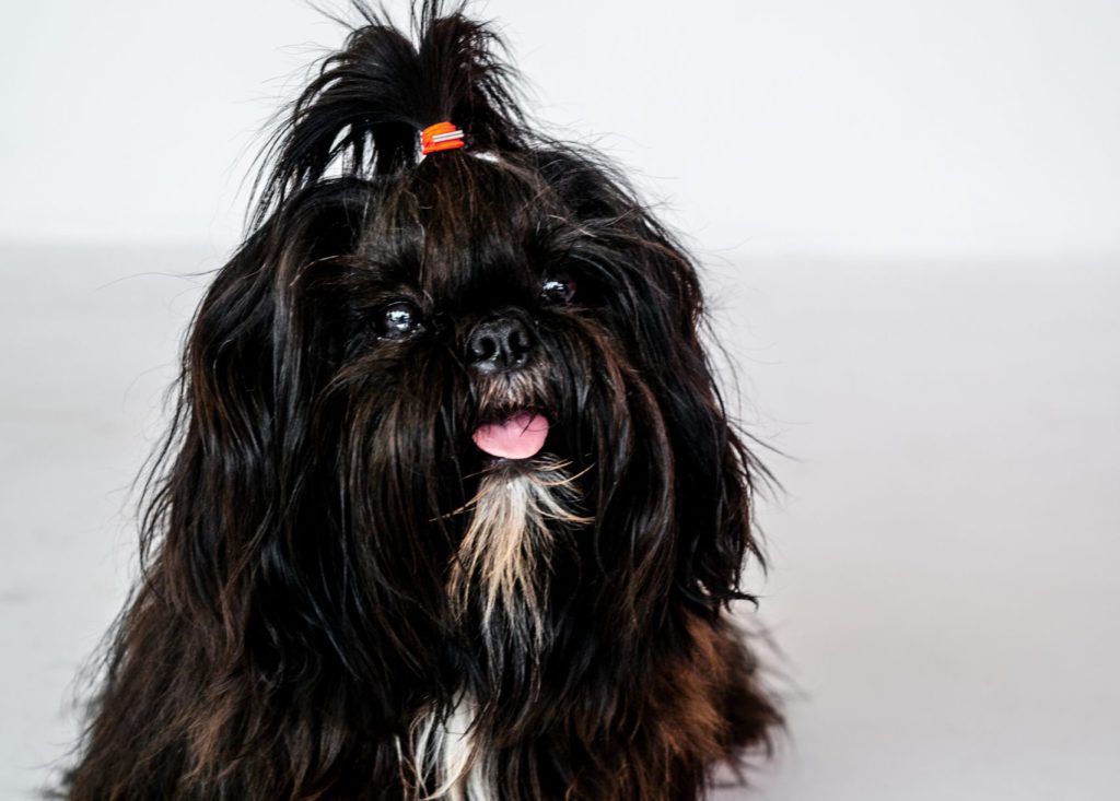 glad-shih-tzuVuffeli hundeblog