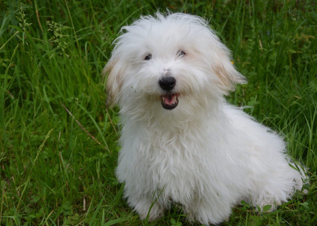 Coton-de-Tulear-sidder-i-græssetVuffeli hundeblog