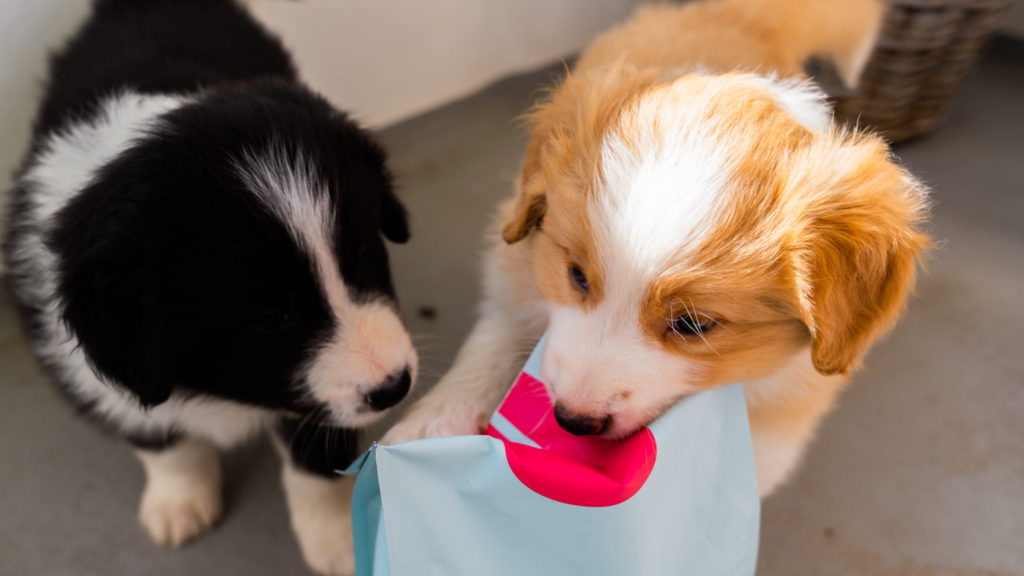 to border collie hvalpe bider i poseVuffeli hundeblog