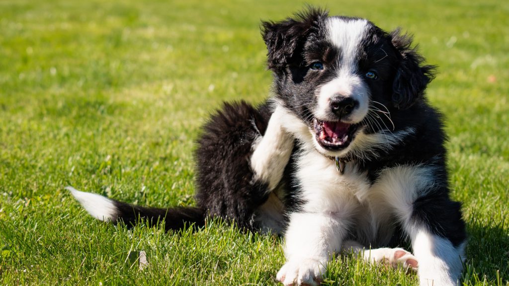 border collie hvalp klør sig bag øretVuffeli hundeblog