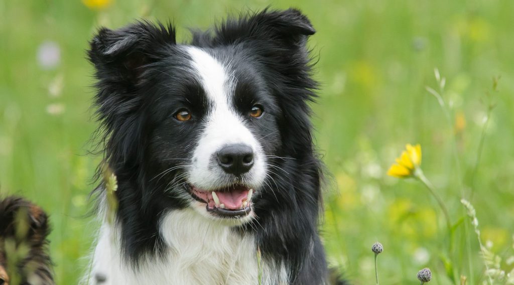 sort og hvid border collie smilerVuffeli hundeblog