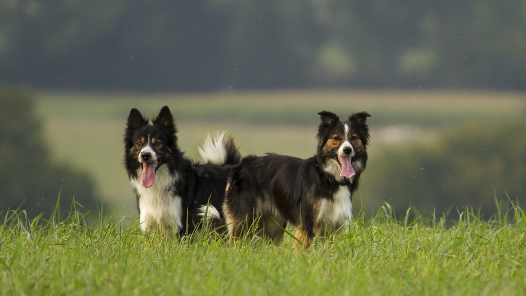 to border collier hyder på engVuffeli hundeblog