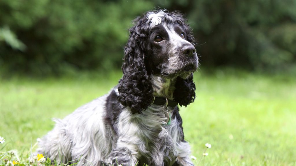 cocker spaniel sidder i græssetVuffeli hundeblog