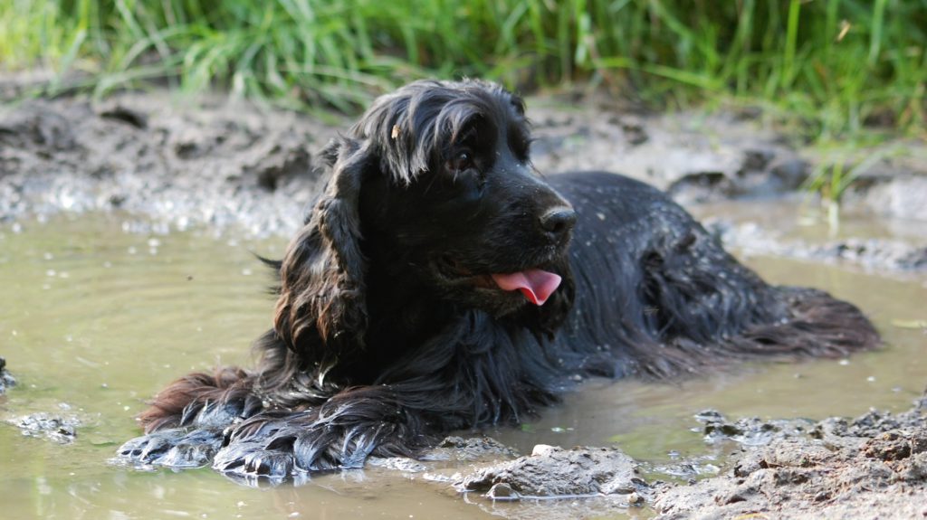 sort cocker spaniel leger i mudderVuffeli hundeblog