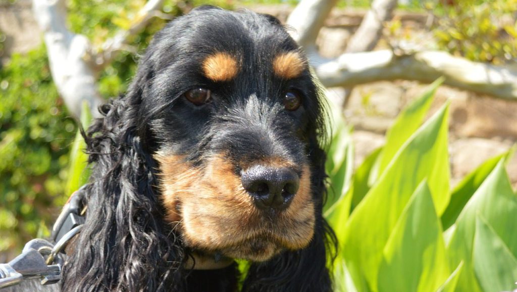 sort og brun engelsk cocker spaniel hvalpVuffeli hundeblog