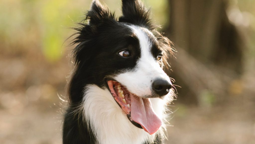 glad border collie på skovturVuffeli hundeblog