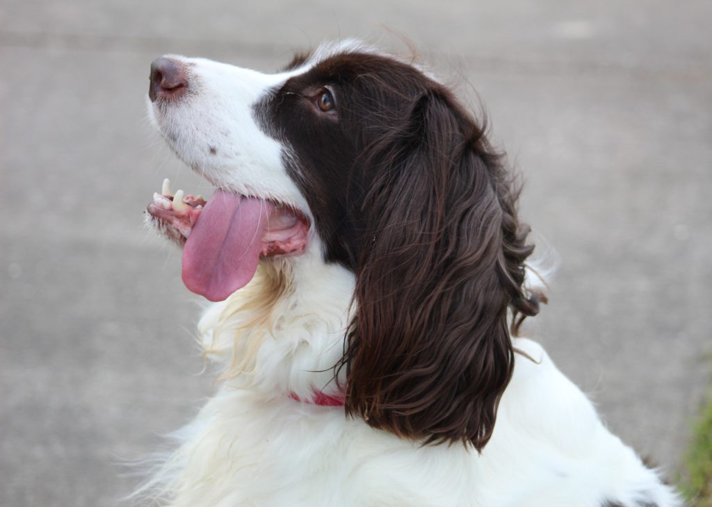 engelsk-springer-spaniel-tungen-ud-af-mundenVuffeli hundeblog