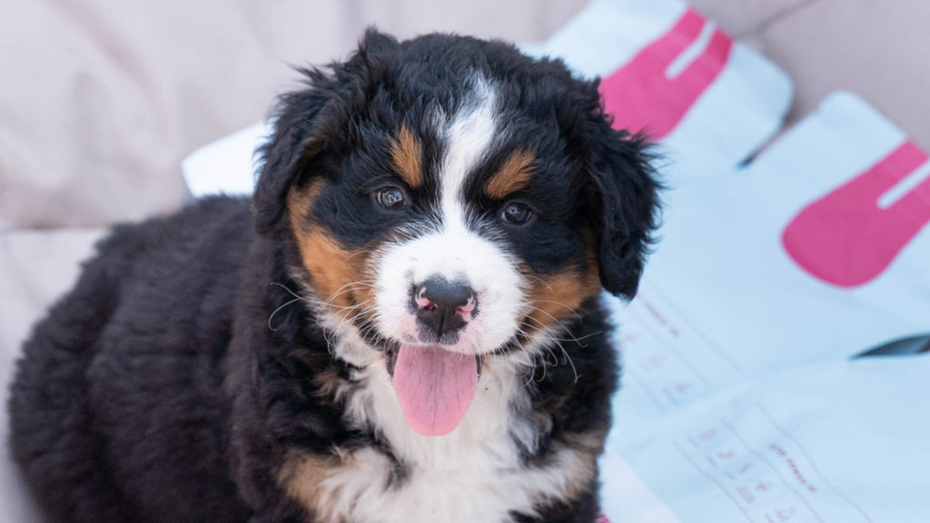 Hundehvalp af racen Berner sennenhundVuffeli hundeblog