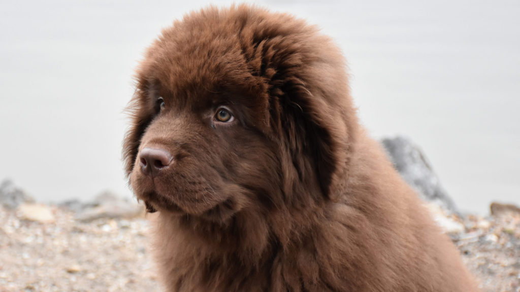 brun newfoundland hvalpVuffeli hundeblog