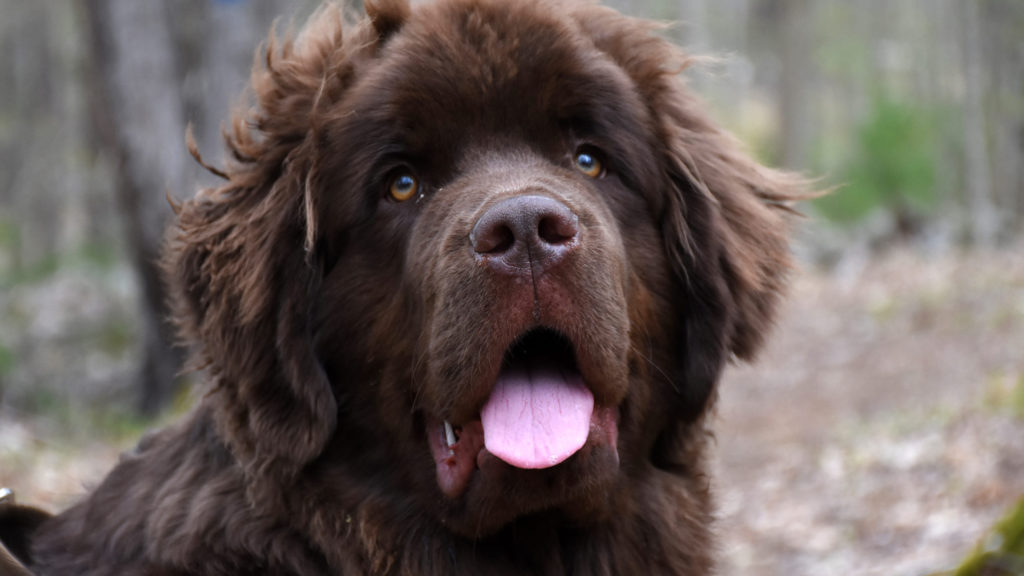 voksen newfoundland med stor brun pelsVuffeli hundeblog