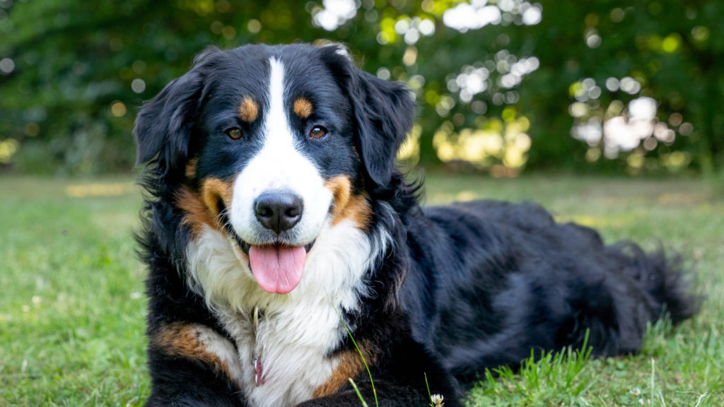 berner sennen hund ligger i græssetVuffeli hundeblog