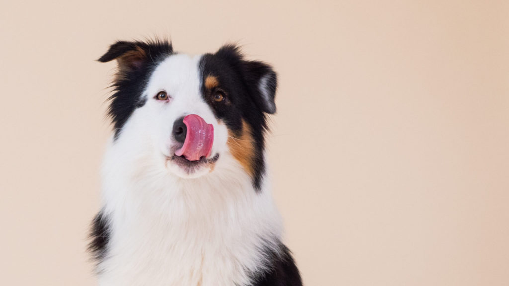 australian shepherd Cooper slikker sig om mundenVuffeli hundeblog