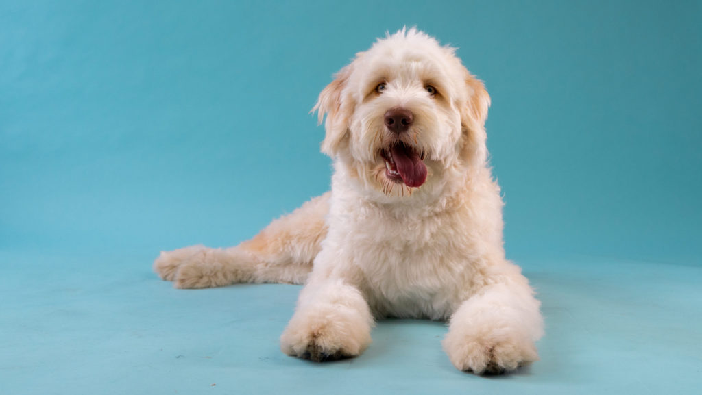 glad aussiedoodle ligger nedVuffeli hundeblog