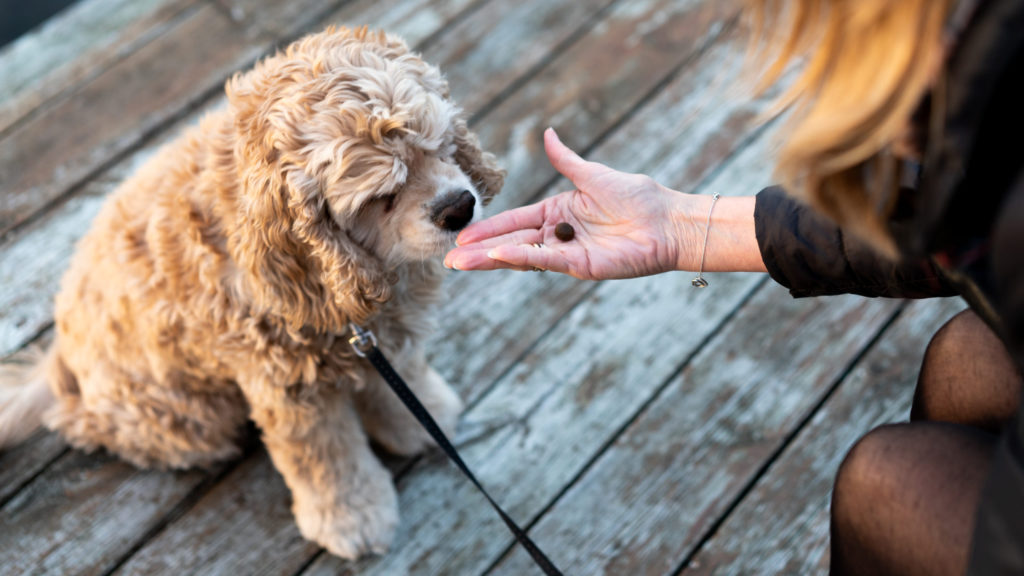 amerikansk cocker spaniel venter på at få love til at spise sin godbidVuffeli hundeblog