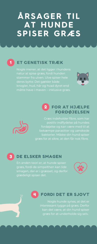 Vuffeli hundeblog