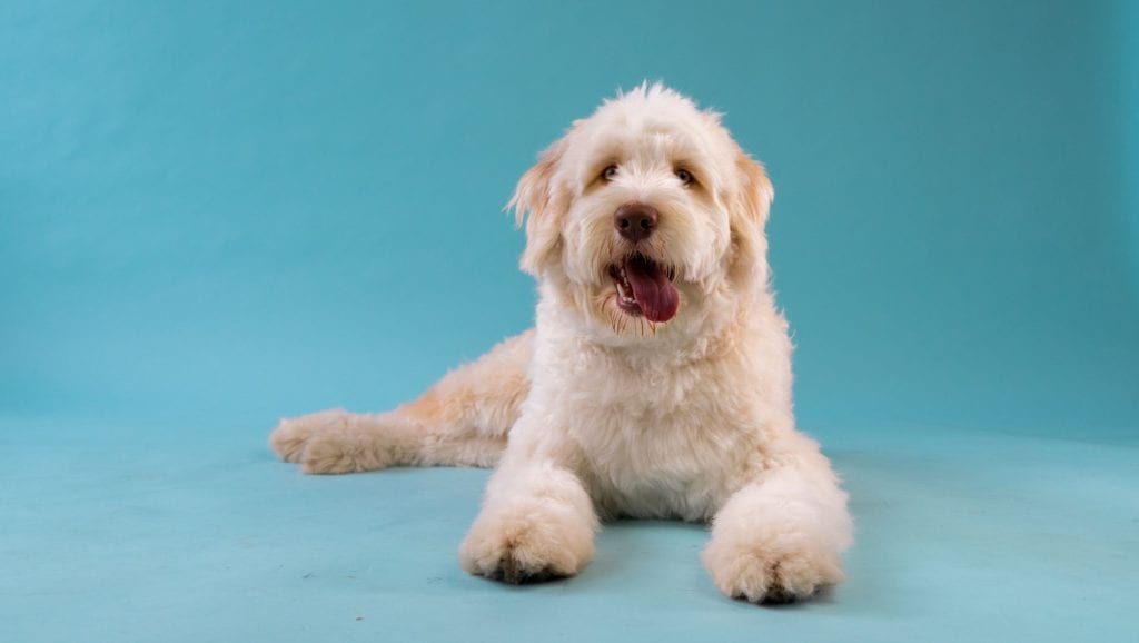 Hund bliver undersøgt hos dyrlæge