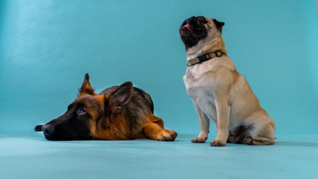 Dyrlæge måler hunds temperatur med termometer